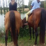 paarden en pony's aan het Lac de Veronne