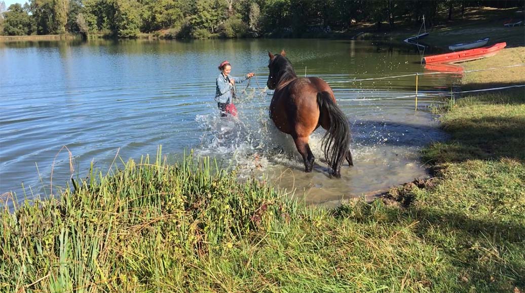 zwemmen met paarden